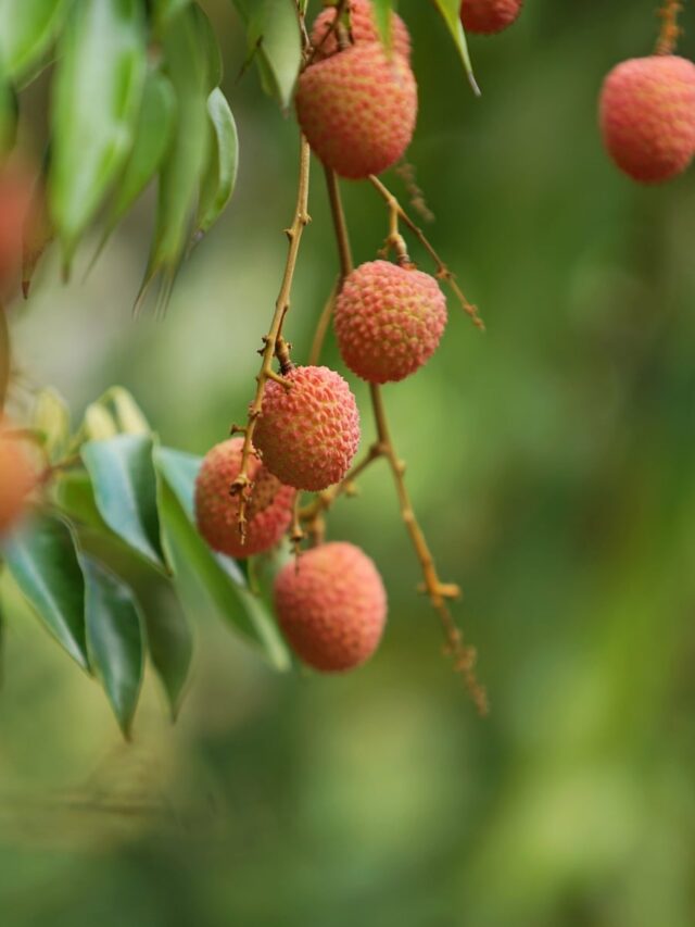 5 Beauty Benefits Of Eating Litchis